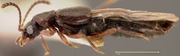 Media type: image;   Entomology 27480 Aspect: habitus lateral view